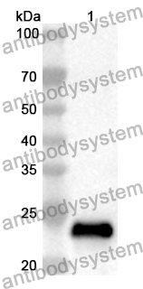 Anti-Mouse CD319/SLAMF7 Polyclonal Antibody