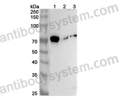 Anti-Mouse DLL4 Polyclonal Antibody