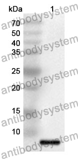 Anti-Mouse CCL28/MEC Polyclonal Antibody