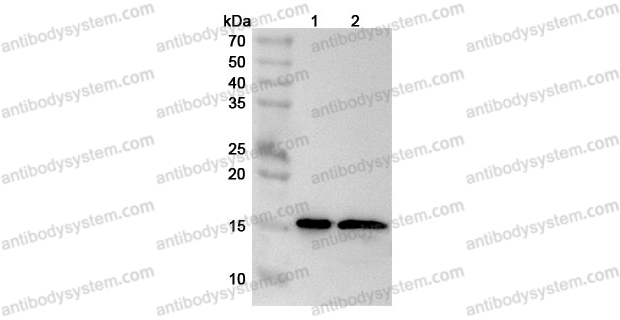 Anti-Mouse IL36B/IL-1F8 Polyclonal Antibody