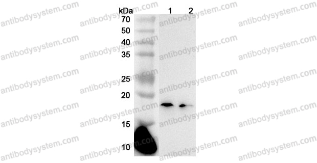 Anti-Mouse IL36G/IL-1F9 Polyclonal Antibody