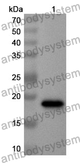 Anti-Mouse IL17C Polyclonal Antibody