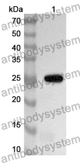 Anti-Mouse CD353/SLAMF8 Polyclonal Antibody