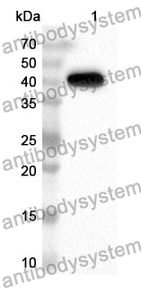 Anti-Mouse CLEC1B Polyclonal Antibody