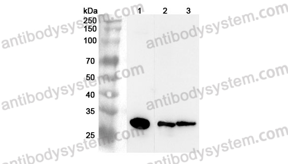 Anti-Mouse CTSZ Polyclonal Antibody