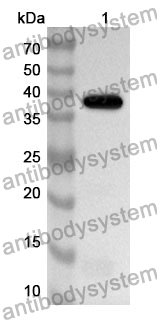 Anti-Mouse MARCO Polyclonal Antibody