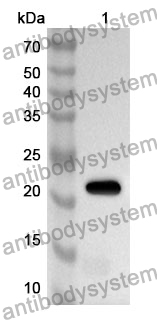 Anti-Mouse CD84 Polyclonal Antibody