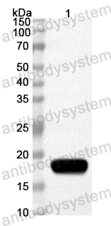 Anti-Mouse HDAC9 Polyclonal Antibody