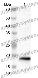 Anti-Mouse CD201/PROCR/EPCR Polyclonal Antibody