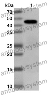 Anti-Mouse CLEC11A Polyclonal Antibody