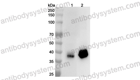 Anti-Mouse CD321/F11R Polyclonal Antibody