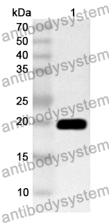 Anti-Mouse CD265/TNFRSF11A Polyclonal Antibody