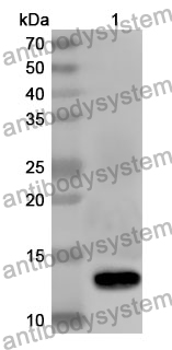 Anti-Mouse IgA1/IGHA1 Polyclonal Antibody