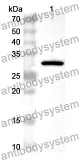 Anti-Mouse Cd209b Polyclonal Antibody