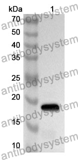 Anti-Mouse CD367/CLEC4A Polyclonal Antibody