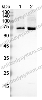 Anti-RNF168 Polyclonal Antibody