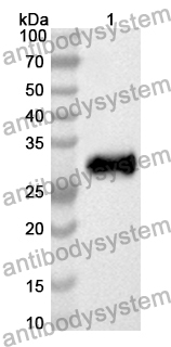 Anti-Mouse AMIGO1 Polyclonal Antibody