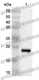 Anti-Mouse VSIR/VISTA Polyclonal Antibody