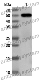 Anti-Mouse BTNL2/BTL-II Polyclonal Antibody