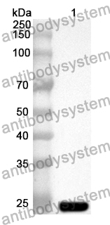 Anti-Mouse SIGLEC15 Polyclonal Antibody