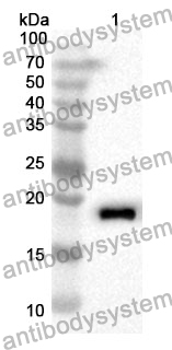 Anti-Mouse TRBC1 Polyclonal Antibody