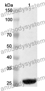 Anti-ELOVL3/CIG30 Polyclonal Antibody