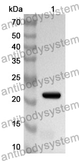 Anti-Mouse CD16/FcRIII Polyclonal Antibody