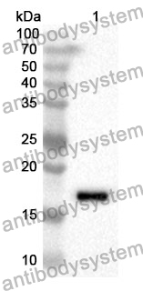 Anti-Mouse VSIG4/CRIg Polyclonal Antibody