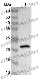 Anti-Mouse TSLPR/CRLF2 Polyclonal Antibody