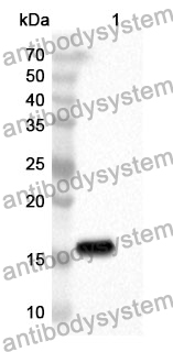 Anti-Mouse TNFSF18 Polyclonal Antibody