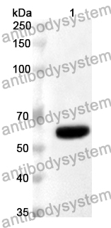 Anti-Mouse AIFM3/AIFL Polyclonal Antibody