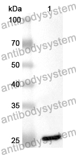 Anti-Mouse AIFM3/AIFL Polyclonal Antibody