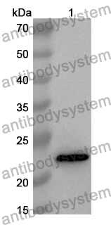 Anti-Mouse ULBP1 Polyclonal Antibody