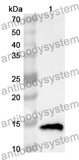 Anti-Mouse ARTN/Artemin Polyclonal Antibody