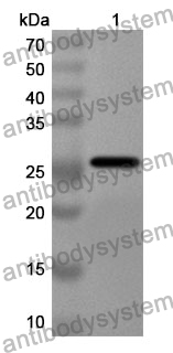 Anti-Mouse SFRP2 Polyclonal Antibody