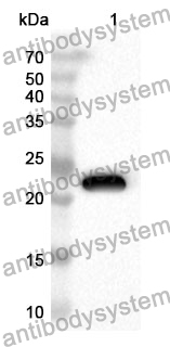 Anti-Mouse RELT Polyclonal Antibody