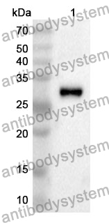 Anti-Mouse P2RY12 Polyclonal Antibody