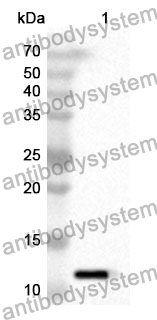 Anti-Mouse FRZB Polyclonal Antibody