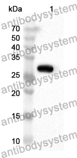 Anti-Mouse WNT5B Polyclonal Antibody