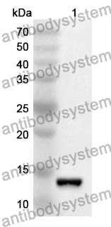 Anti-Mouse Sectm1a Polyclonal Antibody