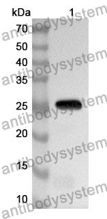 Anti-Mouse JAM3 Polyclonal Antibody