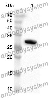 Anti-Mouse RGMB Polyclonal Antibody