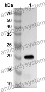 Anti-Mouse Ccl6 Polyclonal Antibody