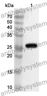 Anti-Mouse Btnl4 Polyclonal Antibody