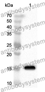 Anti-Mouse ASAH2 Polyclonal Antibody