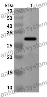 Anti-Mouse Cxcl15 Polyclonal Antibody