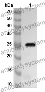 Anti-Mouse BTNL9 Polyclonal Antibody