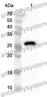 Anti-Mouse Btnl1 Polyclonal Antibody