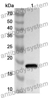 Anti-Mouse BTNL10 Polyclonal Antibody