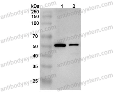 Anti-Mouse BTN2A2 Polyclonal Antibody